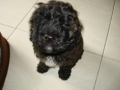 Cookie Previous Puppies